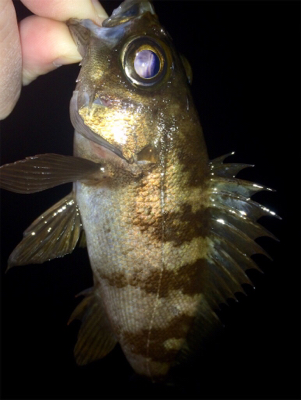 メバリンガー1835〜1920