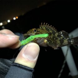 チビガシラに遊んでもらいました