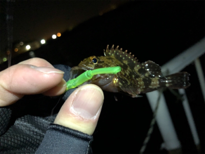 チビガシラに遊んでもらいました