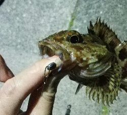 2019年4月19日釣行in岐志漁港