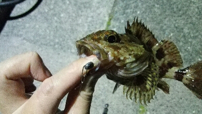 2019年4月19日釣行in岐志漁港