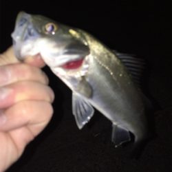 満月メバリング