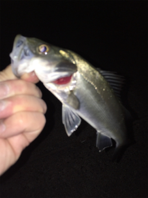 満月メバリング