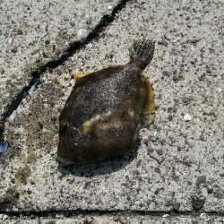 風がなければ、、、