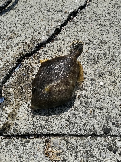 風がなければ、、、