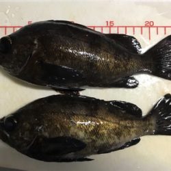 淡路島メバリング