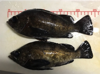 淡路島メバリング