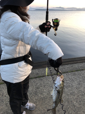 朝マズメ シーバス