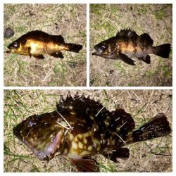 アジンガー1830〜1935