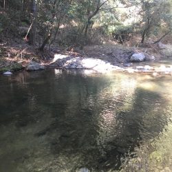 竜仙峡でニジマス