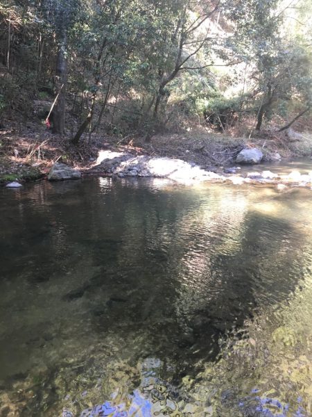 竜仙峡でニジマス