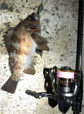 続大潮メバメバナイト