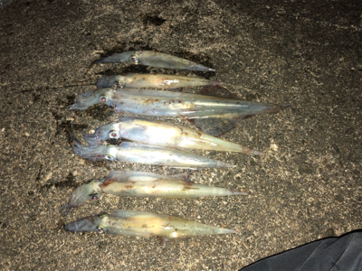 昨夜に引き続き！今夜は息子と共に(^｡^)…