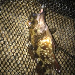 ガシリング サイズが…(><)