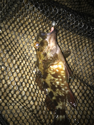 ガシリング サイズが…(><)