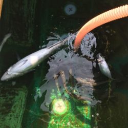 孝洋丸アジ釣り