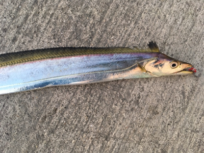 タチウオとイトヒキアジ