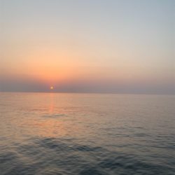 アオリイカ釣果!