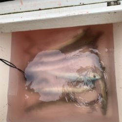 2時間ちょいの短時間釣行