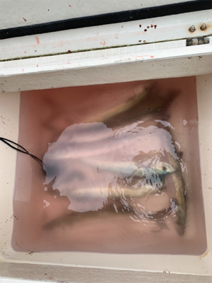 2時間ちょいの短時間釣行