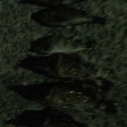 やっぱり尾崎❗️