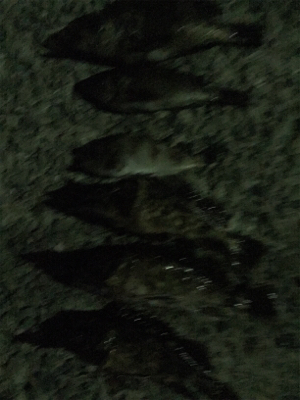 やっぱり尾崎❗️