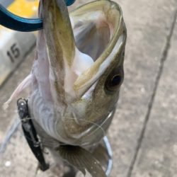 30分で５本キャッチ♫