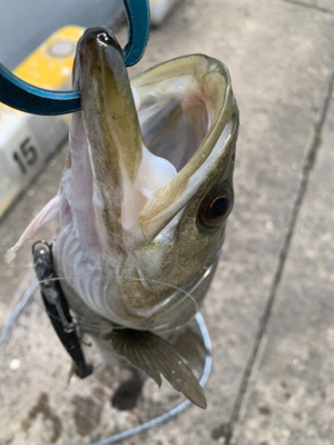 30分で５本キャッチ♫