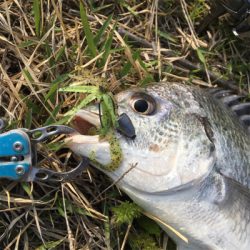 淀川ブリームゲーム 3連戦 2日目