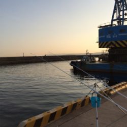 本命のカレイ釣れました