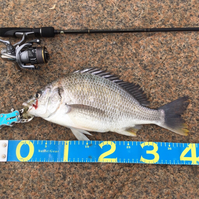 淀川ブリームゲーム 3連戦 3日目