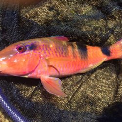 石垣ライトゲーム！！！