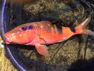 石垣ライトゲーム！！！