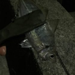 ナイトメバ&アジング