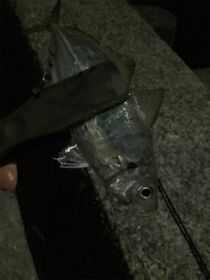 ナイトメバ&アジング