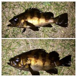 アジンガー1820〜1930