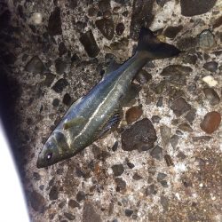 【須磨海岸】メバリングで3目釣り。尺メバルも。