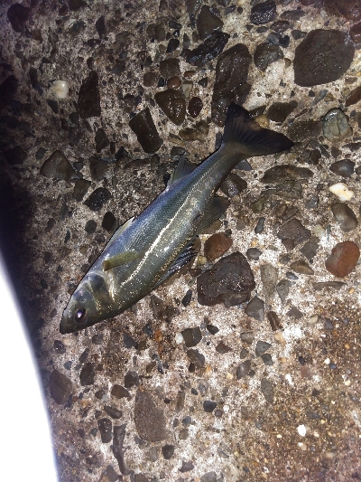 【須磨海岸】メバリングで3目釣り。尺メバルも。