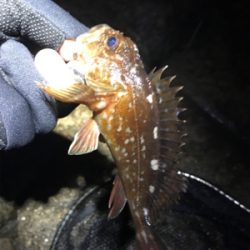 雨あがりの根魚釣り(^^)