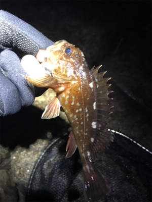 雨あがりの根魚釣り(^^)