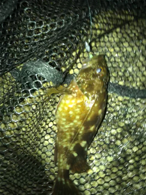 ガシラ祭り(^^)  メバルも