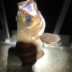 短時間でメバル