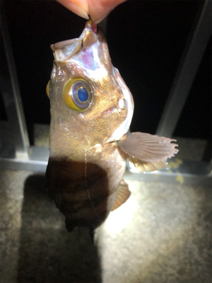 短時間でメバル