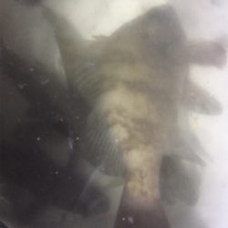 60分限定メバリング