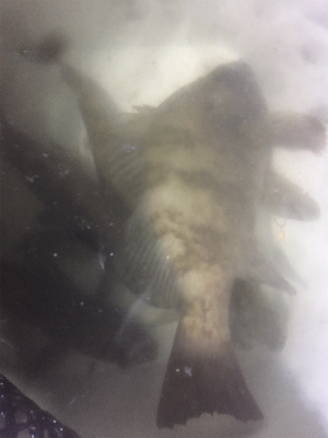 60分限定メバリング