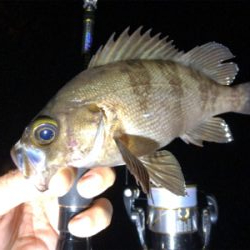 尺アジポロリ小メバル無限バイト!