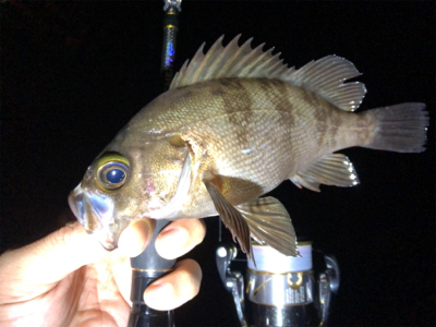 尺アジポロリ小メバル無限バイト!