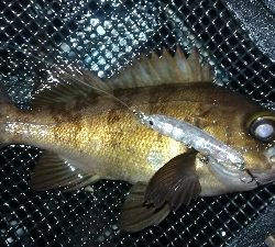 ナイトメバリング