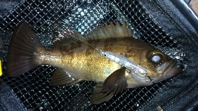 ナイトメバリング