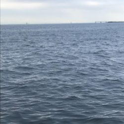 ヘビー級サワラGET